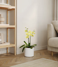 Load image into Gallery viewer, White
