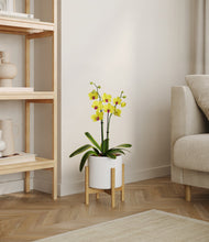 Load image into Gallery viewer, White stand:bamboo
