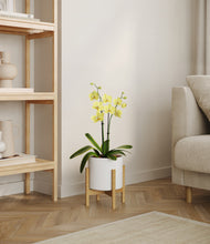 Load image into Gallery viewer, White stand:bamboo
