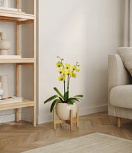 Load image into Gallery viewer, Shiny EggWhite stand:bamboo
